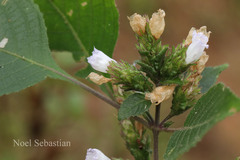 Strobilanthes neoaspera